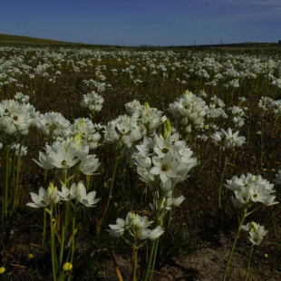 Ornithogalum thyrsiflorus